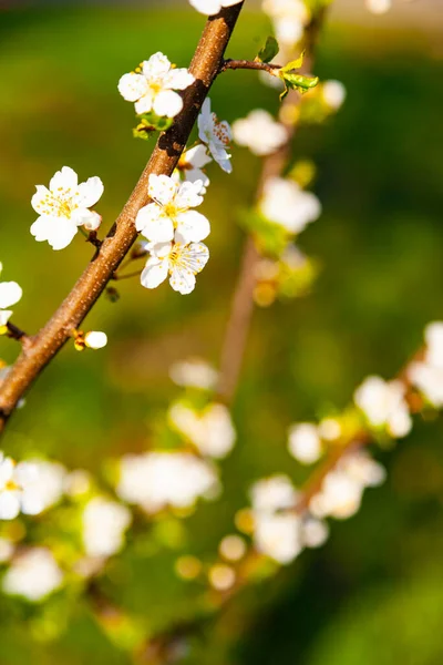 봄에는 벚꽃이 아름다운 풍경이야 클로즈업 — 스톡 사진
