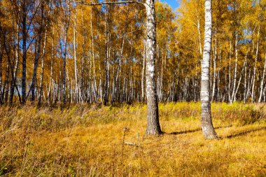 Sonbaharda huş ağacı ormanı. Manzara. Güneşli bir günde sarı ağaçlar. 
