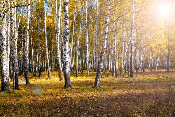 Berkenbos Herfst Landschap Gele Bomen Een Zonnige Dag — Stockfoto