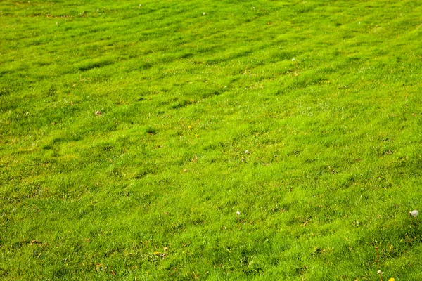Çimlere Yakın Çekim Yeşil Çimenler Arkaplan — Stok fotoğraf