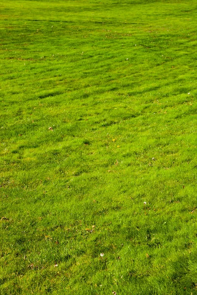 Gräsmattan Närbild Grönt Gräs Bakgrund — Stockfoto