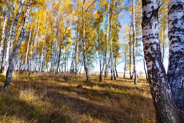 Berkenbos Herfst Landschap Gele Bomen Een Zonnige Dag — Stockfoto