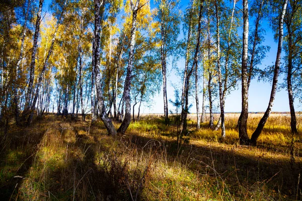 Sonbaharda Huş Ağacı Ormanı Manzara Güneşli Bir Günde Sarı Ağaçlar — Stok fotoğraf