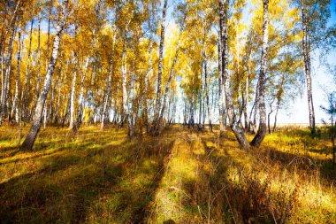 Sonbaharda huş ağacı ormanı. Manzara. Güneşli bir günde sarı ağaçlar. 