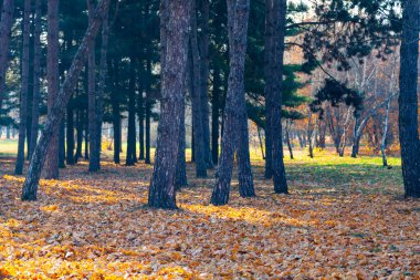 Güzel bir sonbahar parkı. Güzel sonbahar manzarası.