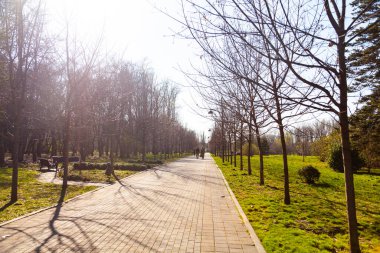 Bahar manzarası. İnsanlar bahar parkındaki sokakta yürüyorlar..