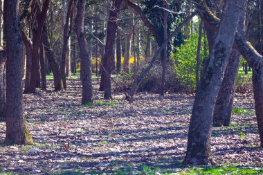 Bahar manzarası. Ağaç gövdeleri ve çimensiz toprak. 