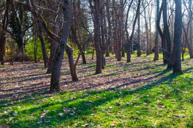 Bahar manzarası. Ağaç gövdeleri ve çimensiz toprak. 