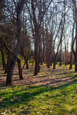 Bahar manzarası. Ağaç gövdeleri ve çimensiz toprak. 