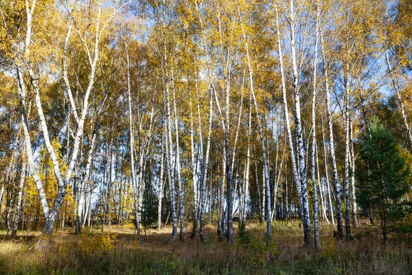 Březový Les Podzim Krajina Žluté Stromy Slunečného Dne — Stock fotografie