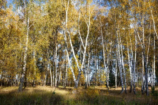 Berkenbos Herfst Landschap Gele Bomen Een Zonnige Dag — Stockfoto