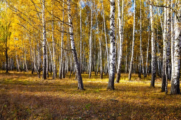 Στο Δάσος Μπερτς Φθινόπωρο Τοπίο Κίτρινα Δέντρα Μια Ηλιόλουστη Μέρα — Φωτογραφία Αρχείου