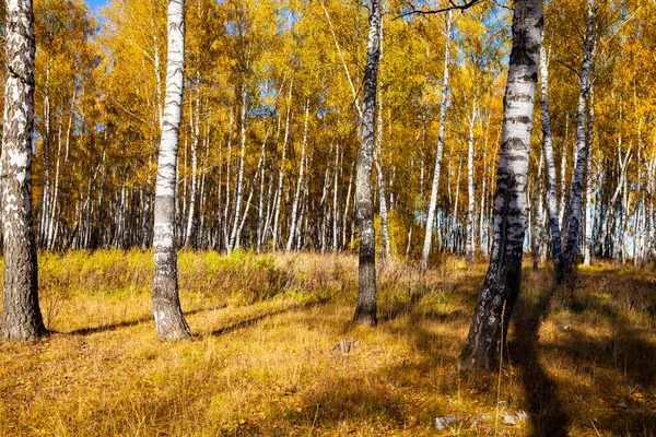 Březový Les Podzim Krajina Žluté Stromy Slunečného Dne — Stock fotografie