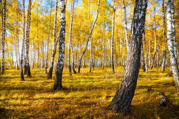 Berkenbos Herfst Landschap Gele Bomen Een Zonnige Dag — Stockfoto