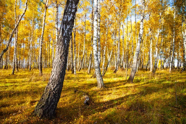 Berkenbos Herfst Landschap Gele Bomen Een Zonnige Dag — Stockfoto