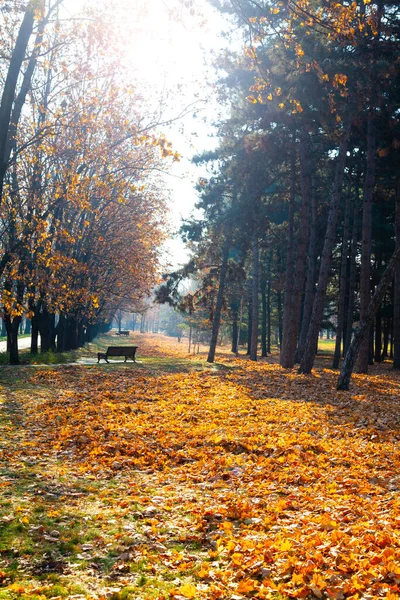 美しい秋の公園 美しい秋の風景 ベンチと落ち葉 — ストック写真