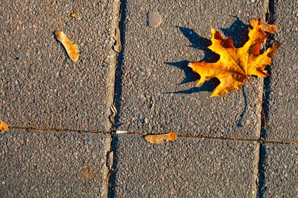 Beautiful Autumn Park One Maple Leaf Stone Sidewalk Autumn Background — Stock Photo, Image