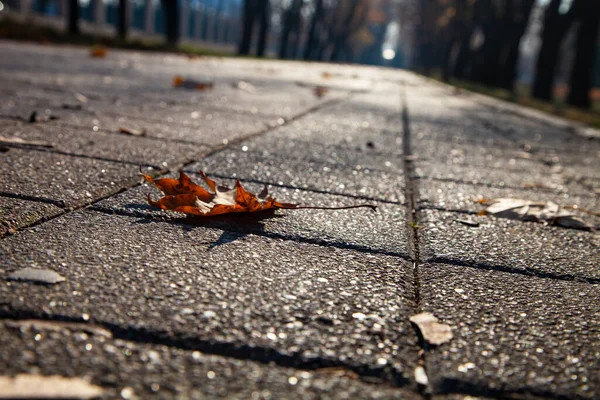 Beautiful Autumn Park Beautiful Fall Landscape Walkway — Stock Photo, Image