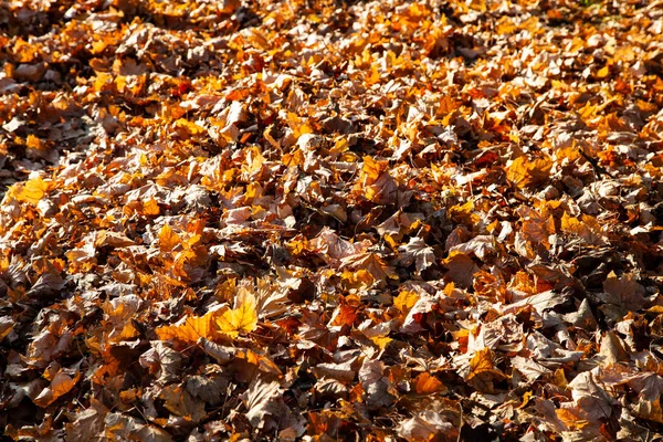 Umgestürzte Ahornblätter Hintergrund Herbst — Stockfoto