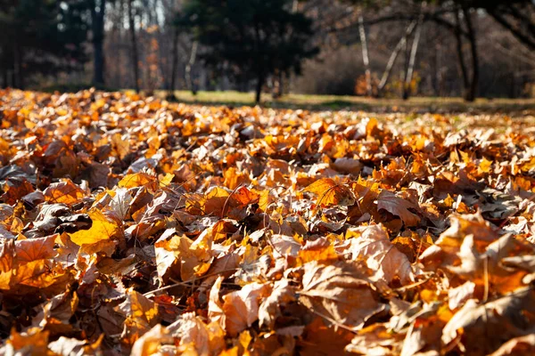 Hojas Arce Caídas Fondo Otoño — Foto de Stock