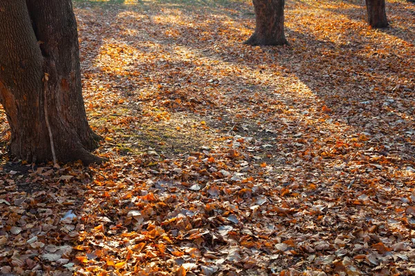 Прекрасный Осенний Парк Красивый Осенний Пейзаж — стоковое фото
