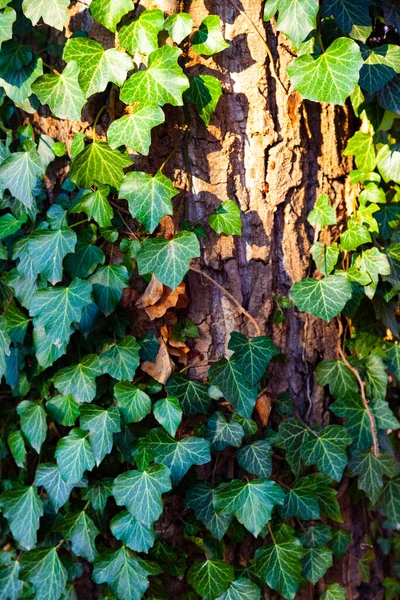 Ivy Egy Közeli Fán Növények Parkban Ősszel — Stock Fotó
