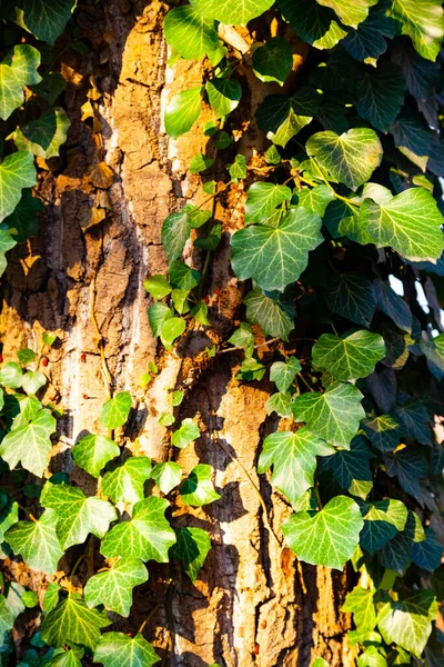 Efeu Auf Einem Baum Großaufnahme Pflanzen Park Herbst — Stockfoto