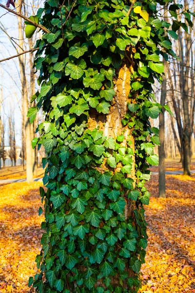 Hiedra Primer Plano Del Árbol Plantas Parque Otoño —  Fotos de Stock