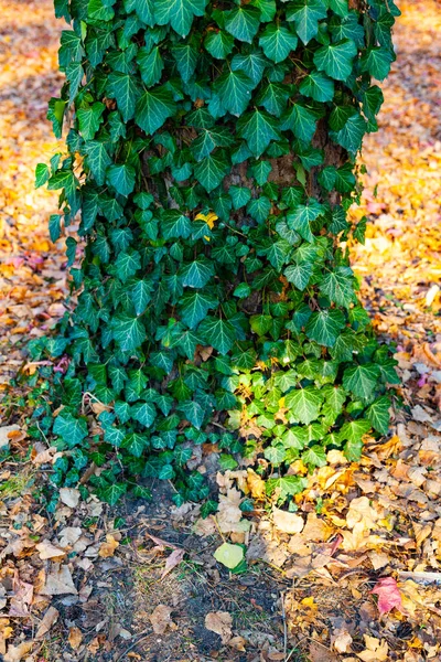 Плющ Дереві Крупним Планом Рослини Парку Восени — стокове фото