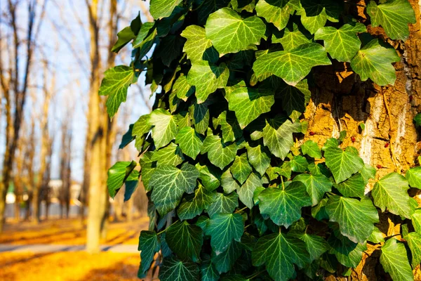 常春藤在树上的特写 秋天公园里的植物 — 图库照片