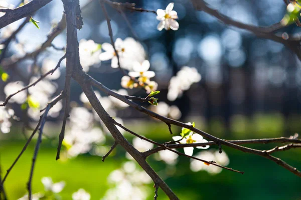 Ciliegia Fiorita Primavera Bellissimo Paesaggio Fiori Primo Piano — Foto Stock