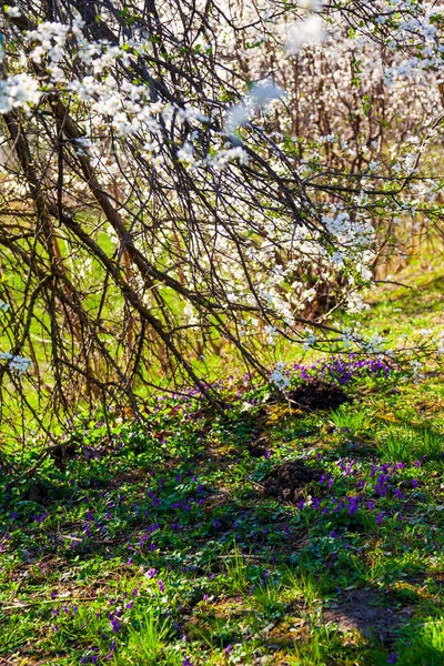 Vårlandskap Blommande Körsbär Gräsmatta Och Blå Blommor — Stockfoto