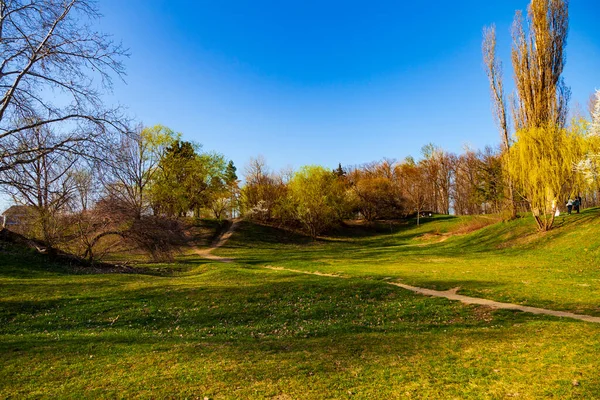 Spring Landscape Lawn Blooming Cherries Park — Stock Photo, Image