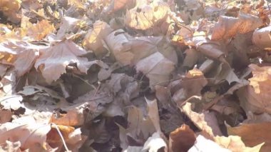 Yere düşen akçaağaç yaprakları. Sonbaharda park et.