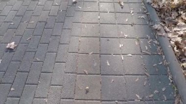 Sonbahar parkında bir sokak. Düşen yapraklar.