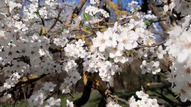 Blühende Kirsche Einem Sonnigen Tag Frühlingslandschaft — Stockvideo