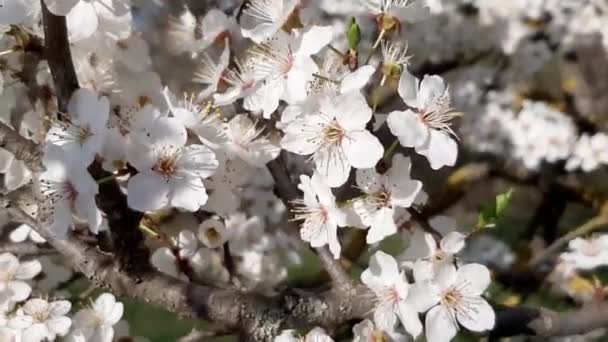 Güneşli Bir Günde Kiraz Çiçeği Açıyor Bahar Manzarası — Stok video