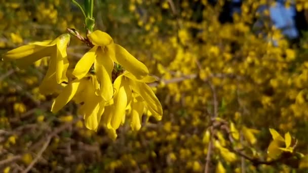 公園内の黄色いブッシュの花 春の風景 フォルシシア — ストック動画