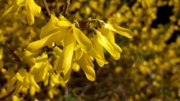 Gele Struik Bloemen Het Park Voorjaarslandschap Forsythia — Stockvideo