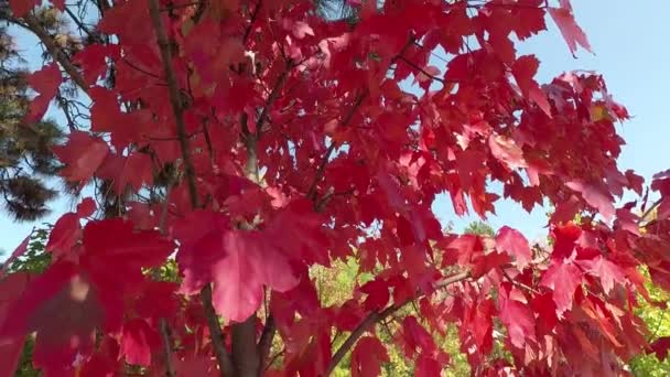 Hermoso Paisaje Otoñal Día Soleado Arce Con Hojas Rojas — Vídeos de Stock