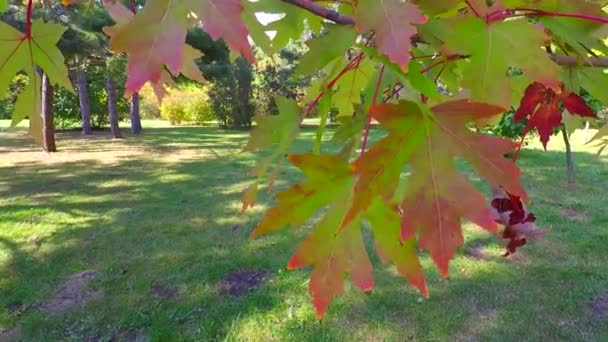 Prachtig Herfstlandschap Een Zonnige Dag Esdoorn Met Rode Bladeren — Stockvideo