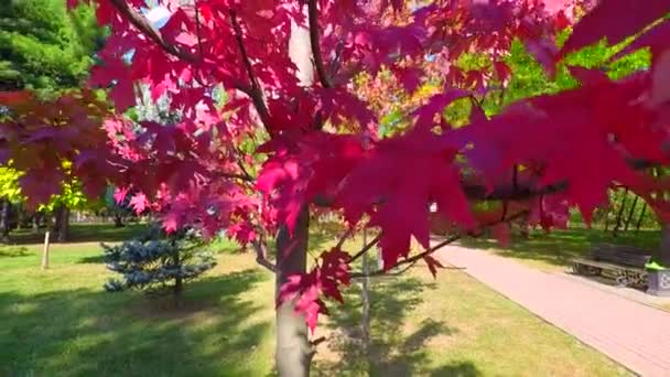 Prachtig Herfstlandschap Een Zonnige Dag Esdoorn Met Rode Bladeren — Stockvideo