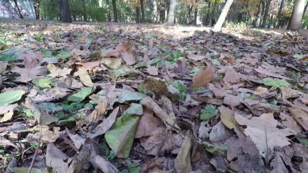 Folhas Caídas Beco Parque Mulher Caminha Parque Outono — Vídeo de Stock