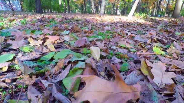 倒れたオークは地面に残ります 秋の公園 — ストック動画