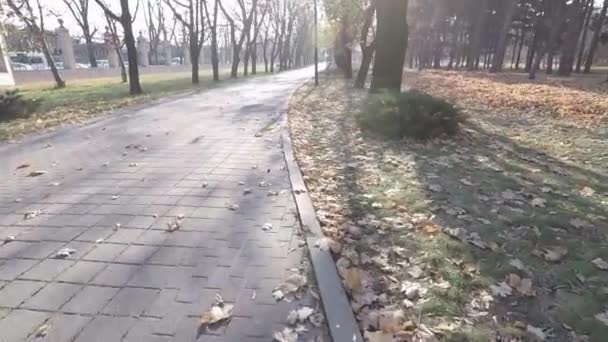 Аллея Осеннем Парке Падшие Листья — стоковое видео
