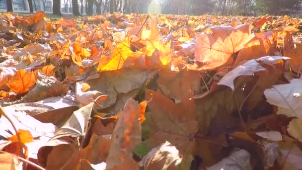 Πεσμένα Φύλλα Σφενδάμου Στο Έδαφος Πάρκο Φθινόπωρο — Αρχείο Βίντεο
