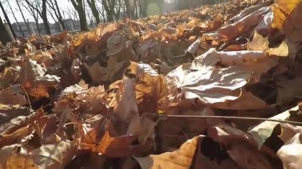 Folhas Bordo Caídas Chão Parque Outono — Vídeo de Stock