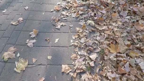 Gevallen Bladeren Steeg Het Park Vrouw Wandelt Het Park Herfst — Stockvideo