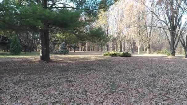 Schöne Herbstlandschaft Einem Sonnigen Tag Park Herbst — Stockvideo