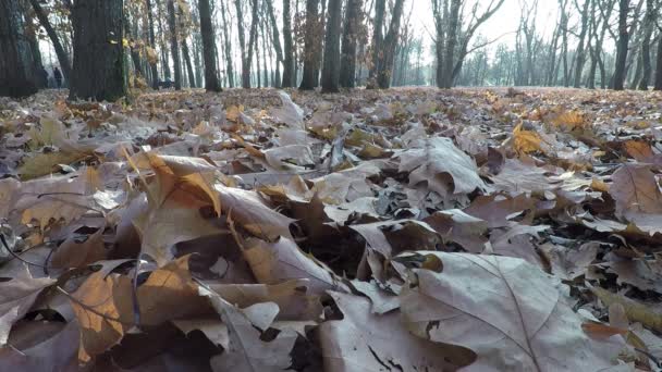 地面に落ちたカエデの葉 秋の公園 — ストック動画